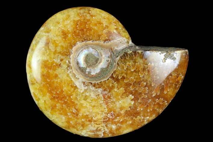 Polished, Agatized Ammonite (Cleoniceras) - Madagascar #119048
